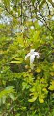Mascarenhasia