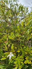 Mascarenhasia