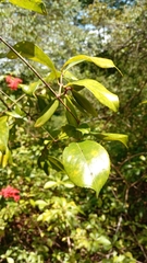 Loeseneriella