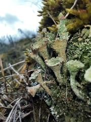 Cladonia humilis