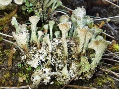 Cladonia humilis
