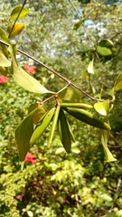 Loeseneriella