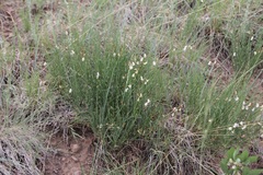 Astragalus convallarius