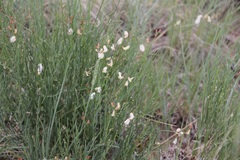 Astragalus convallarius