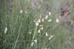 Astragalus convallarius