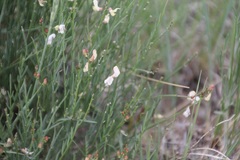 Astragalus convallarius