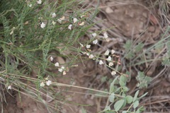Astragalus convallarius