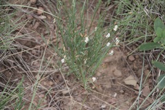 Astragalus convallarius