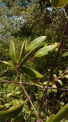 Loeseneriella