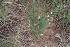Astragalus convallarius
