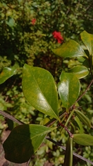 Loeseneriella