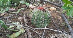 Melocactus zehntneri