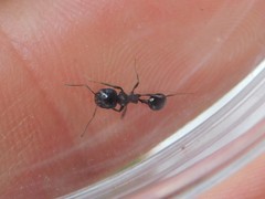 Messor ebeninus