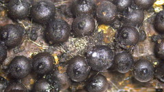 Rosellinia