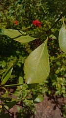 Loeseneriella