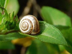 Monacha syriaca