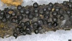 Rosellinia