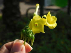 Oxalis pes-caprae