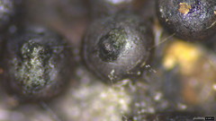 Rosellinia