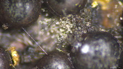 Rosellinia