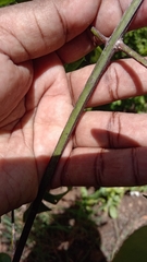 Loeseneriella
