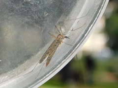 Limoniinae