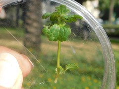 Lamium amplexicaule