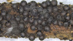 Rosellinia