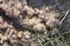 Astragalus convallarius