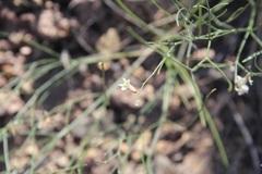 Astragalus convallarius