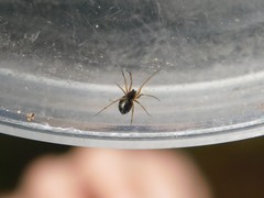 Linyphiidae