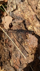 Rosellinia