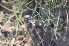 Astragalus convallarius
