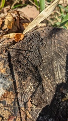 Rosellinia