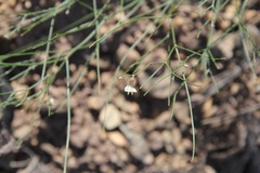 Astragalus convallarius