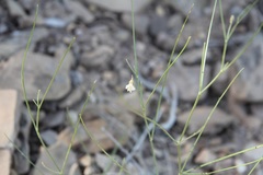 Astragalus convallarius