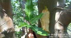 Cnidoscolus quercifolius