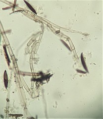 Rosellinia