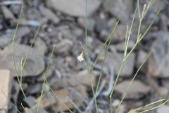 Astragalus convallarius