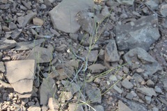 Astragalus convallarius