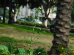 Capsella bursa-pastoris