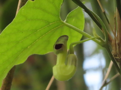 Aristolochia shimadae