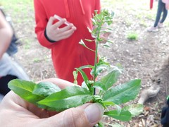 Capsella bursa-pastoris