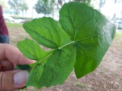 Sonchus oleraceus