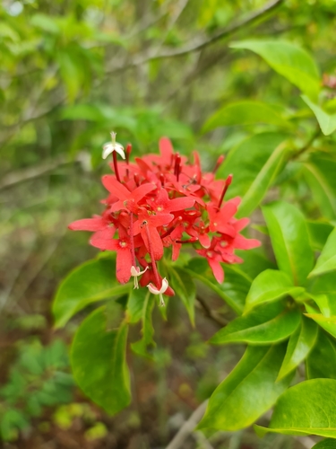 Paracarphalea kirondron