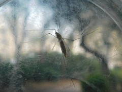 Limoniinae