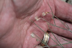 Astragalus convallarius