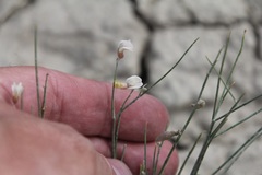 Astragalus convallarius
