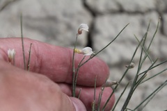 Astragalus convallarius