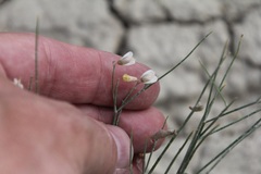 Astragalus convallarius